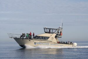 The Marauder provides one of the most unique Whale Watching experiances in Victoria BC