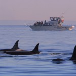 The Marauder sees a pod while whale watching off the coast of Victoria, British Columbia.