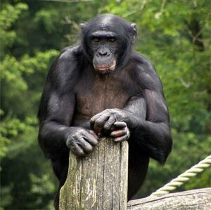 Male Bonobo Ape