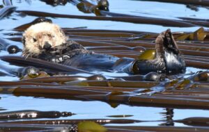 sea otter awareness week