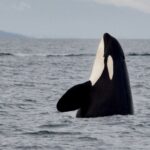 Spyhopping Resident Killer Whale