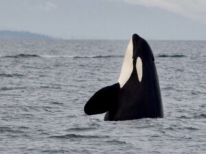Spyhopping Resident Killer Whale, Southern Resident Killer Whales