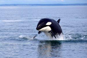 CONCERN GROWS FOR ENDANGERED KILLER WHALES