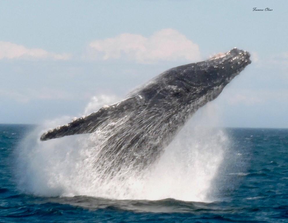 Breaching Humpback Whale