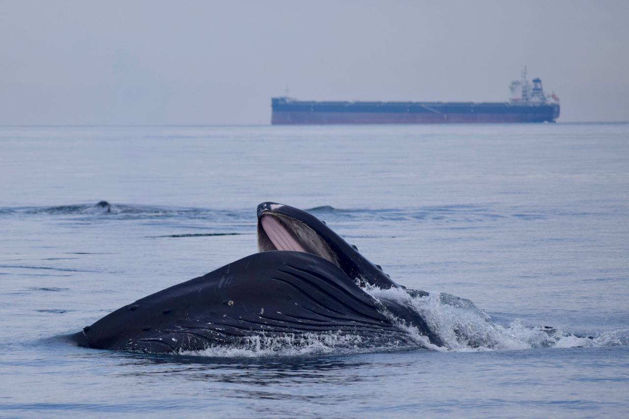 Surface Feeding Humpback