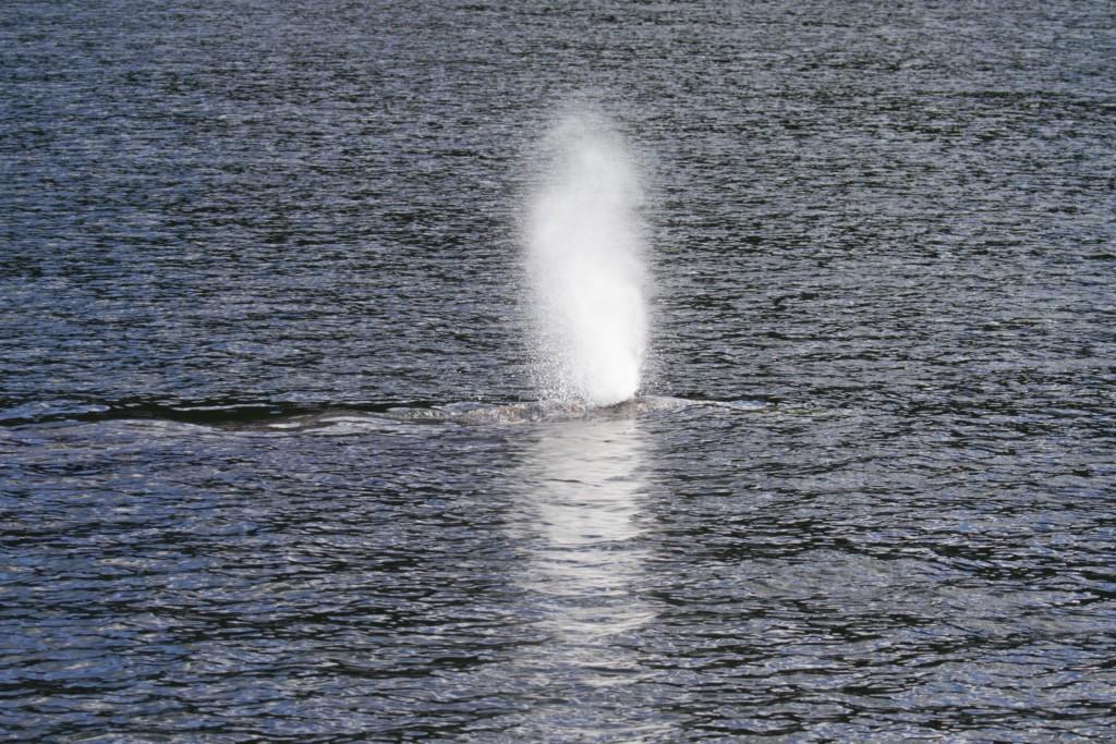 Grey Whale breathing sneakily to avoid detection. Photo taken by SpringTide Crew with a zoom lens