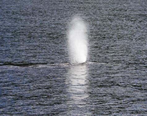 Grey Whale breathing sneakily to avoid detection. Photo taken by SpringTide Crew with a zoom lens