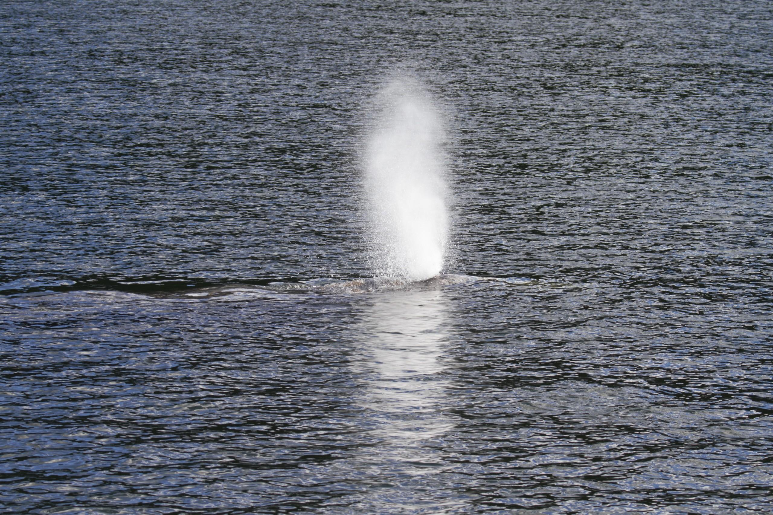 Read more about the article How long can a whale hold its breath?