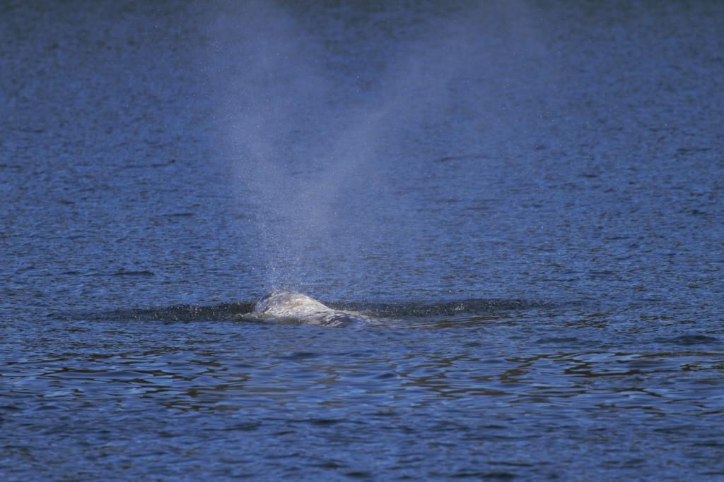 Grey Whale exhaling in its V/ Heart Shaped plume. Photo taken by SpringTide Crew with a zoom lens