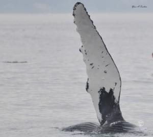 Just a friendly Humpback whale saying hello with its large pectoral fin