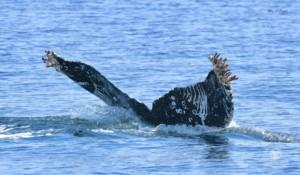 Barnacles on a Humpbacks tail