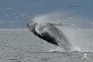 A Humpback Whale does a full breach!