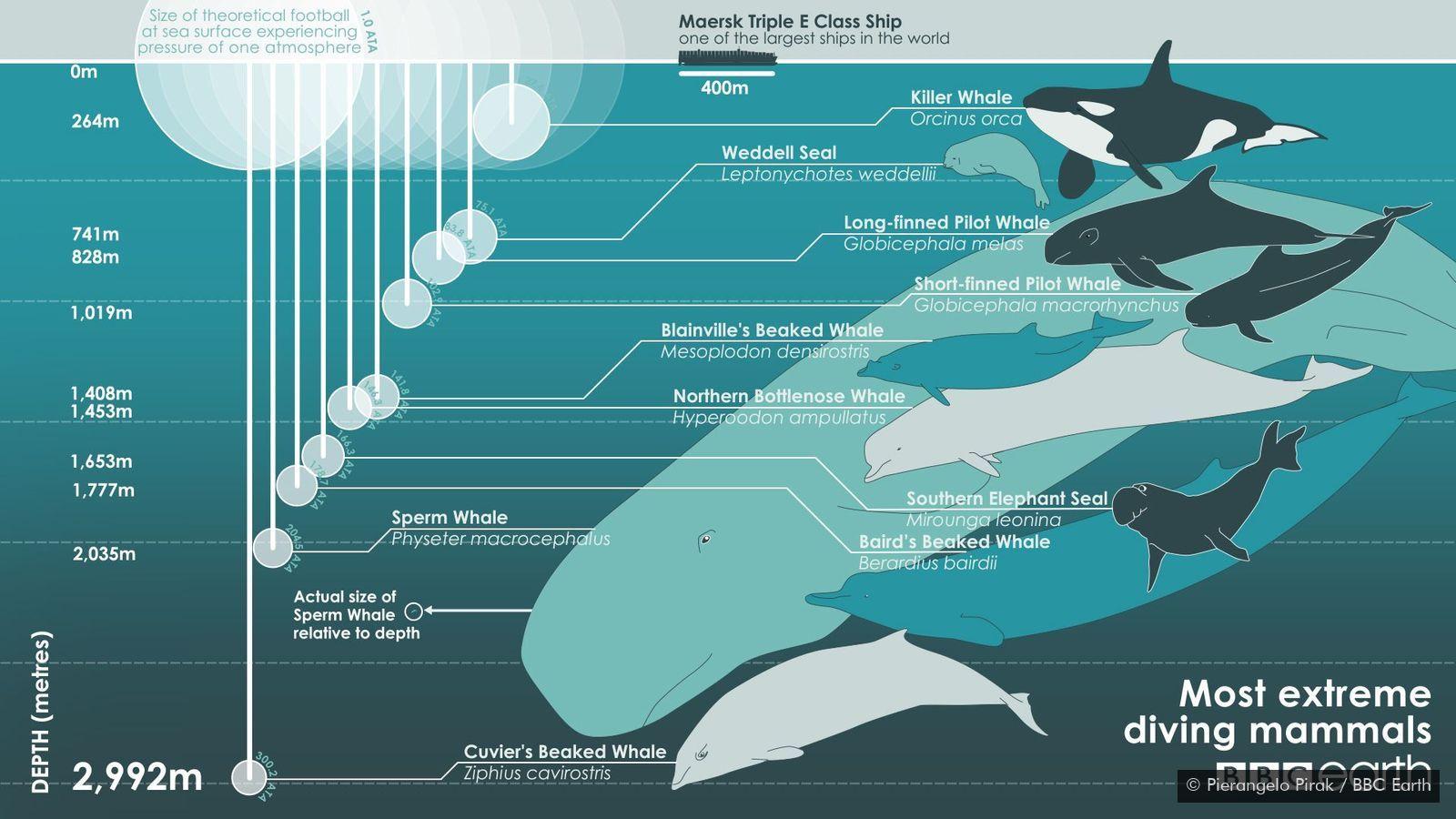 Diving depths of various mammals