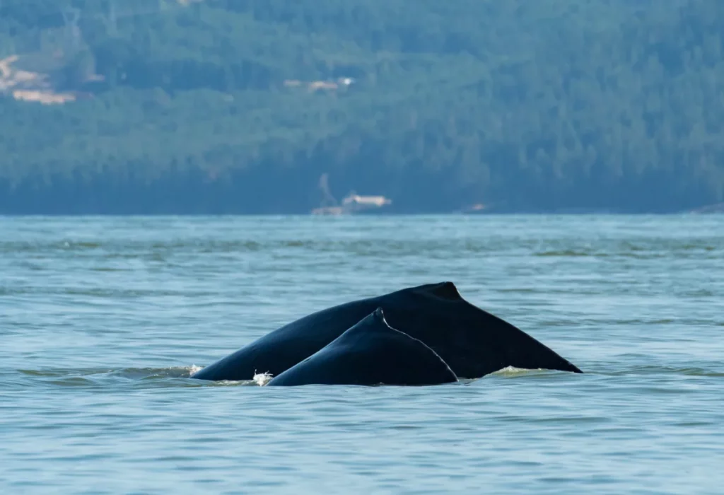 A humpback whale named ZigZag and her calf near Vancouver. (Ashley Keegan/Wild Whales Vancouver)
