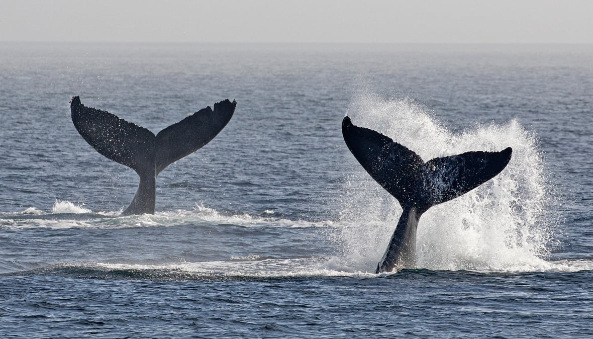 Read more about the article Why do whales migrate?