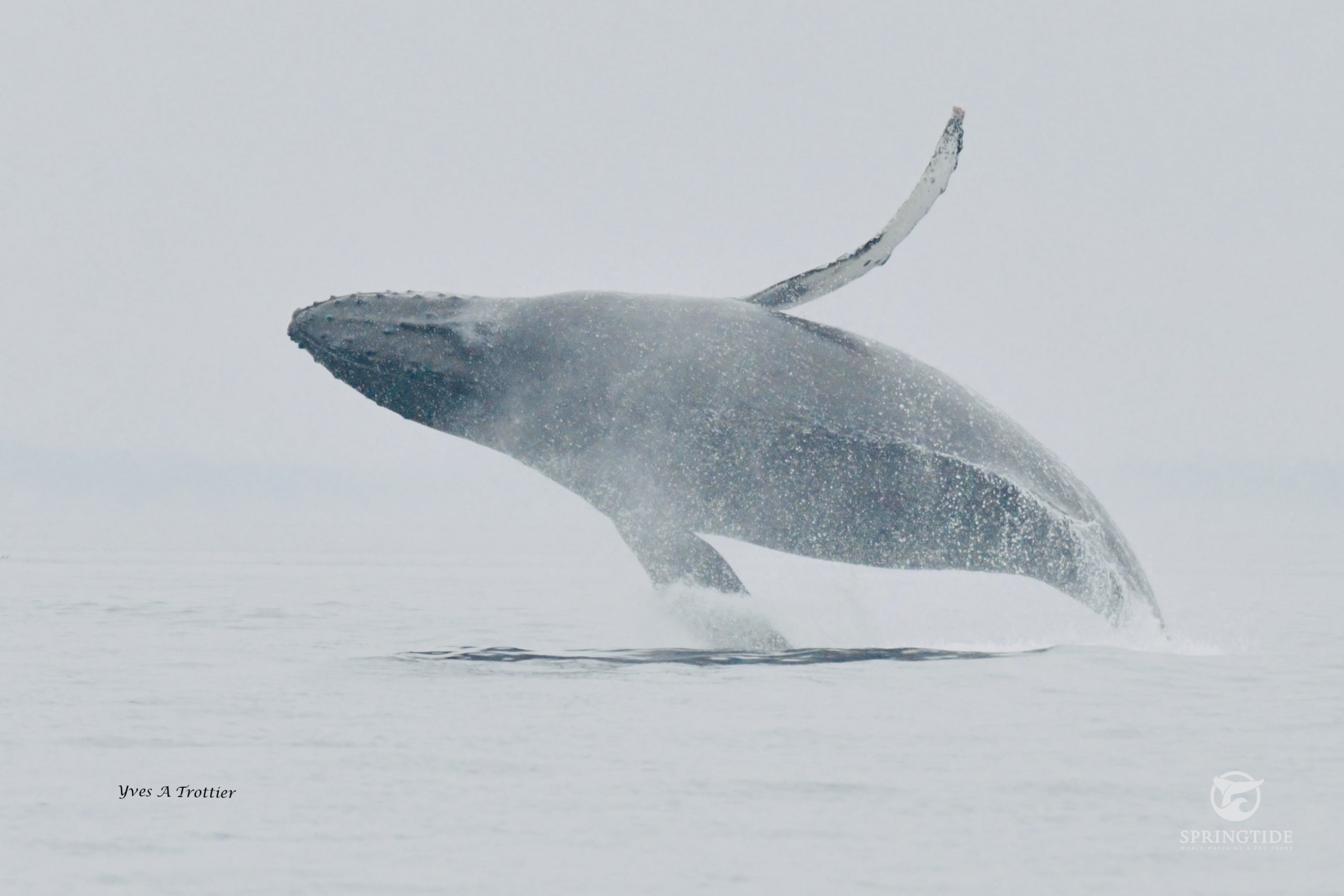 Read more about the article How Do Whales Communicate