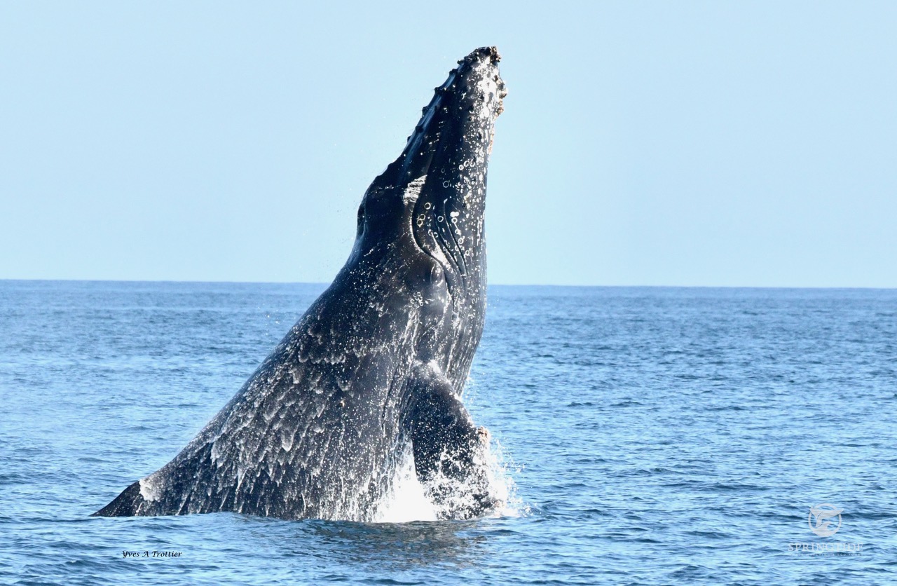 Humpback breach