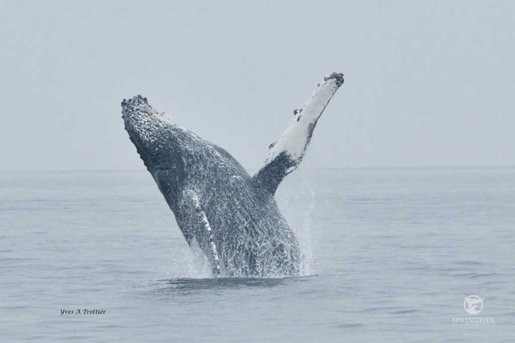 Humpbacks do not want to be ghosts for Halloween