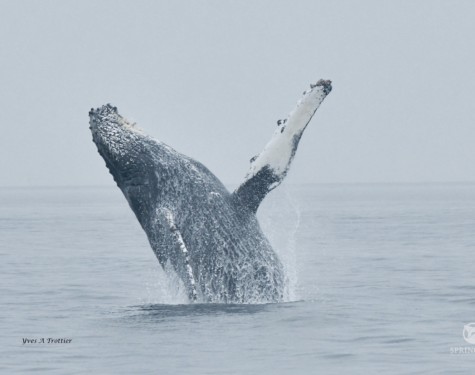 Humpback breach