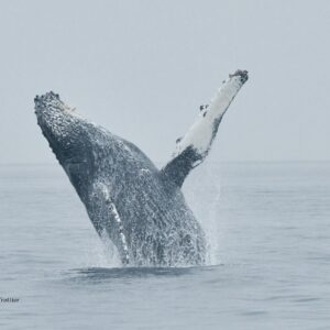 Whale Watching Tour