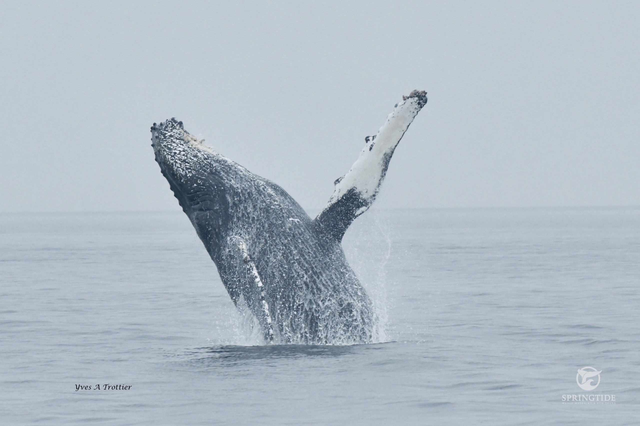 Humpback breach