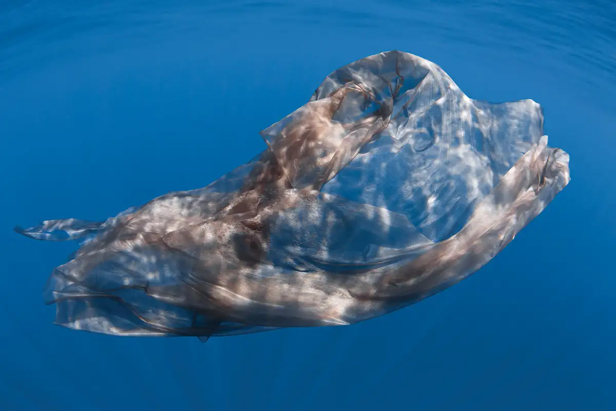 Sperm whale molting skin