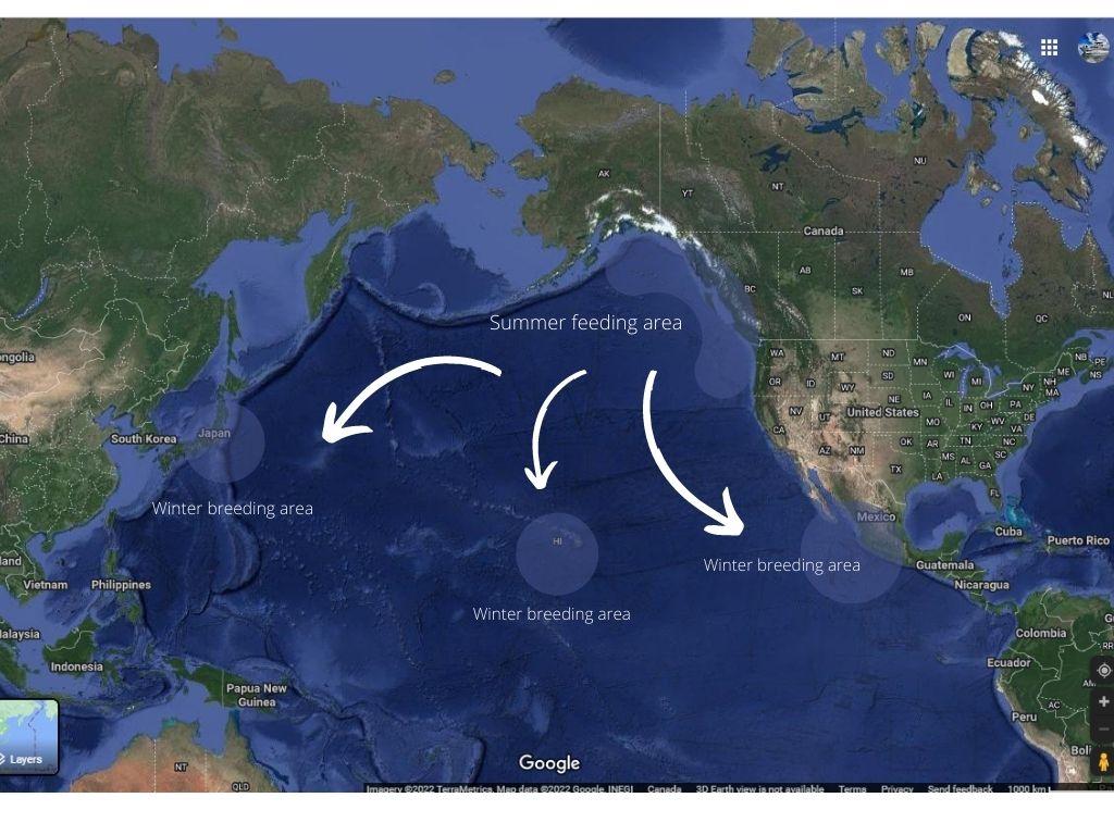 Humpback whale annual migration. Source: Springtide.